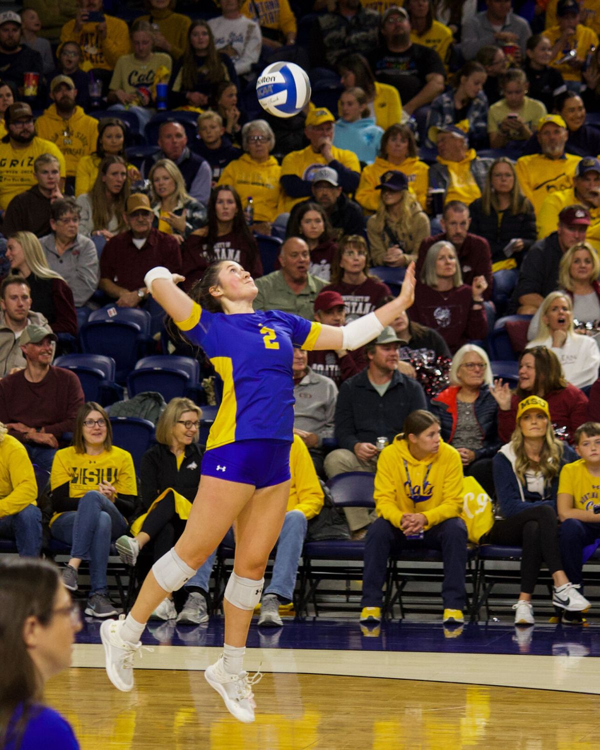 Bobcats fall to Grizzlies in Brawl of the Wild volleyball
