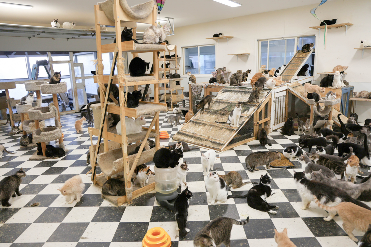 400 animals rescued from horrifying conditions at California ‘sanctuary’
