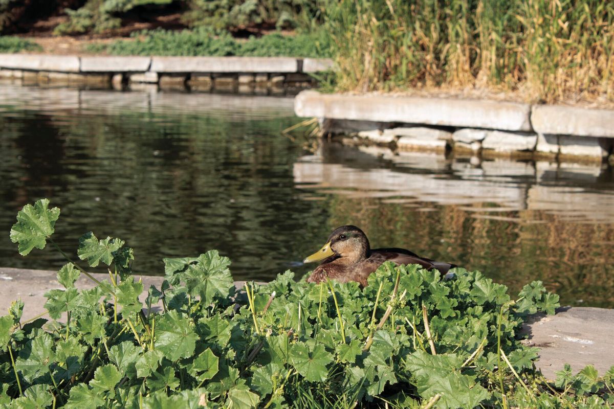 Give a duck, don’t be a quack