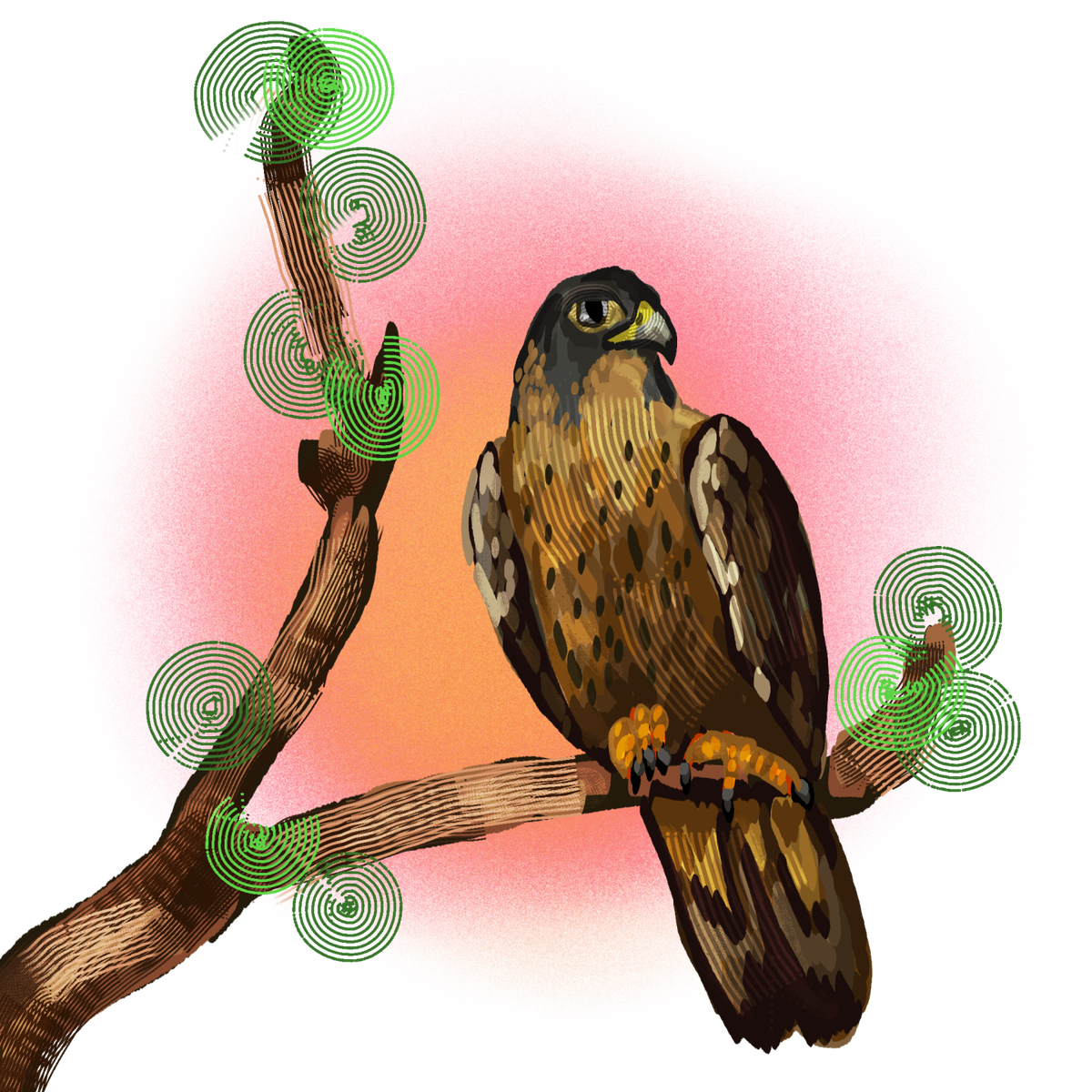 Millie the peregrine falcon educates on conservation at the MOR