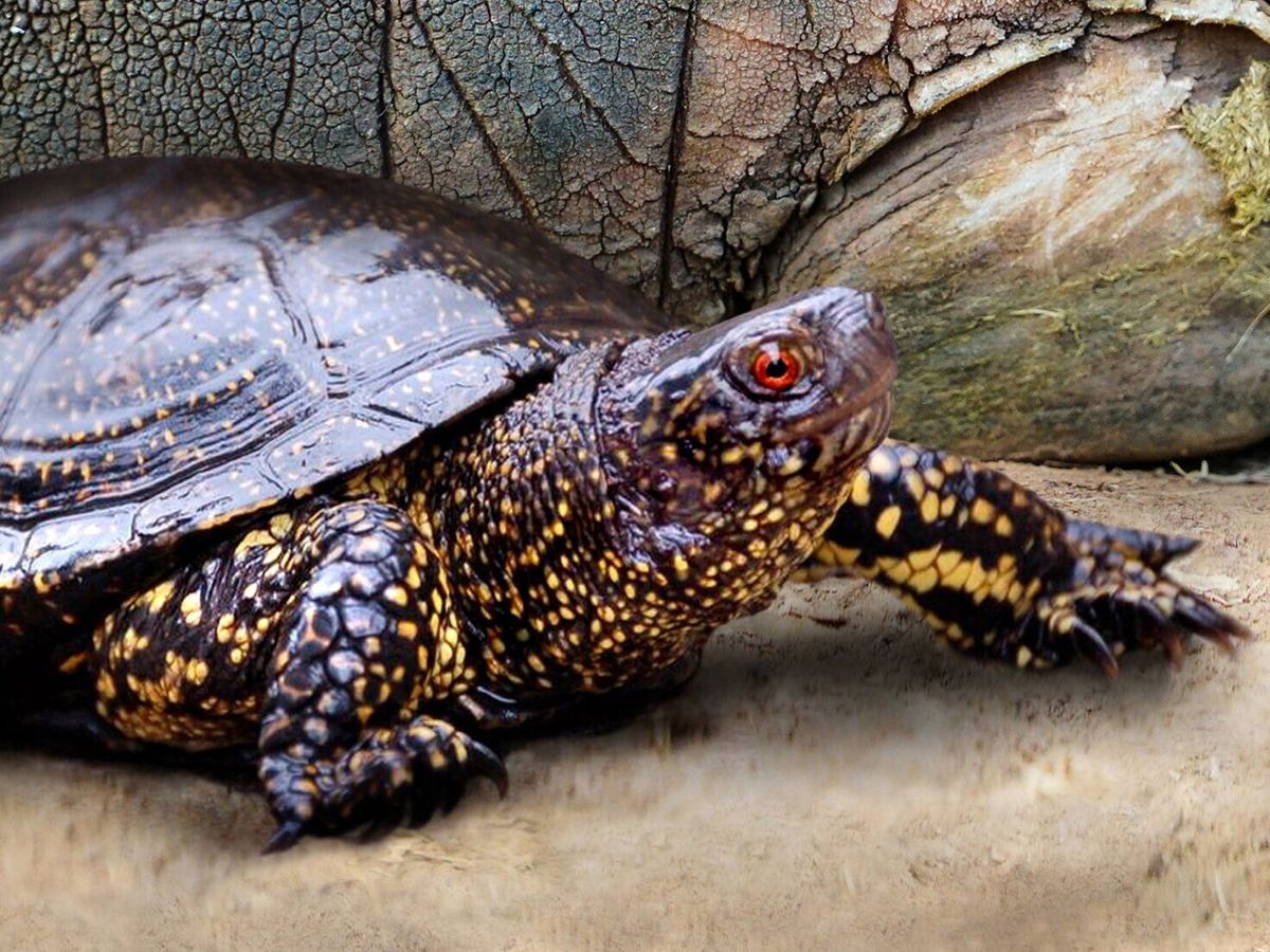 New research suggests cavemen hunted turtles, but not to eat
