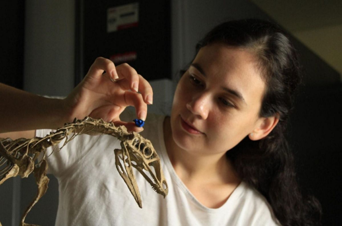 Brain of flying reptile’s ancestor rebuilt to find out how they took flight