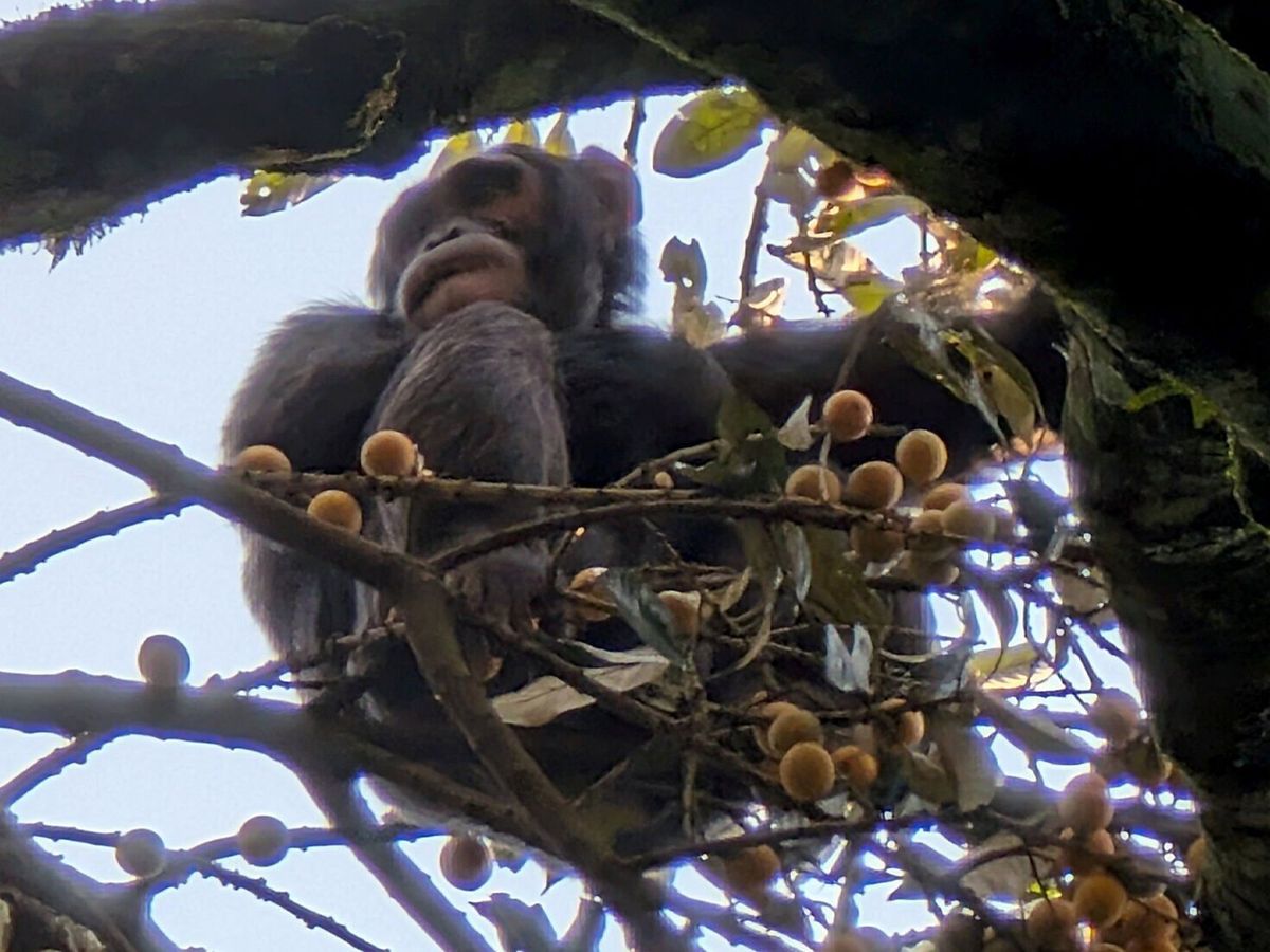 Drunk monkeys? Chimps consume significant levels of alcohol in wild