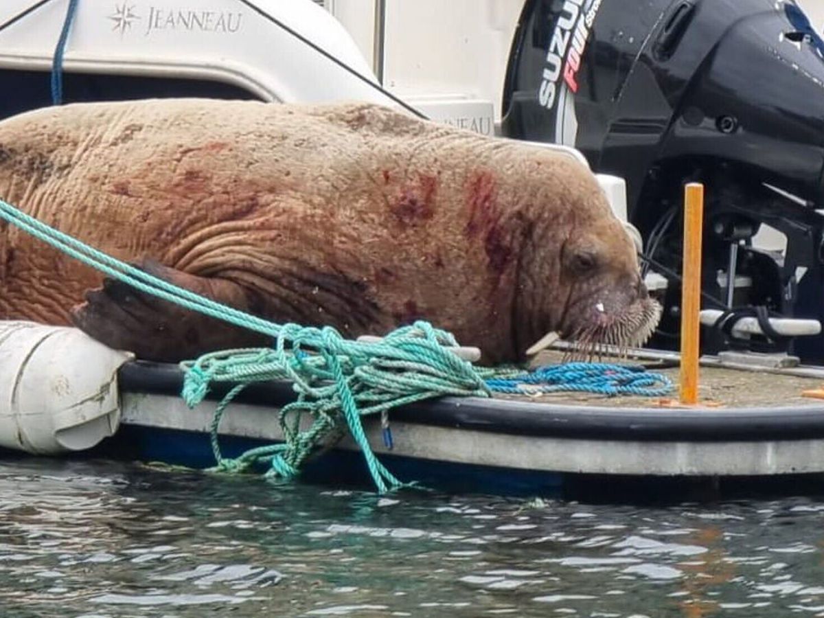 Locals urged to stay away from walrus chilling in Scottish harbor