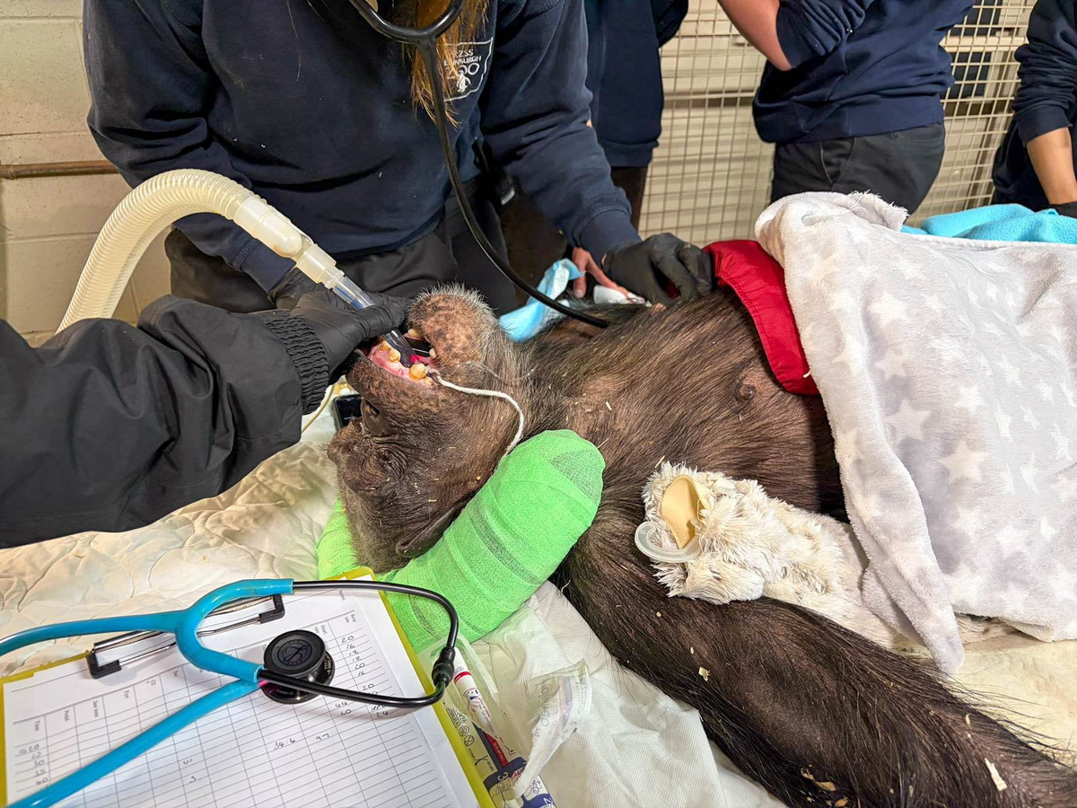Zoo chimp undergoes health check-up