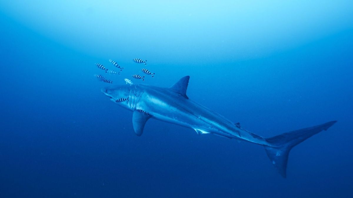 Divers come face to face with great white shark for first time