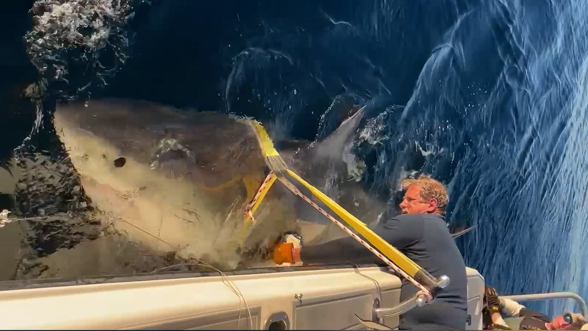 Largest great white shark surfaces off Florida tourist hotspot