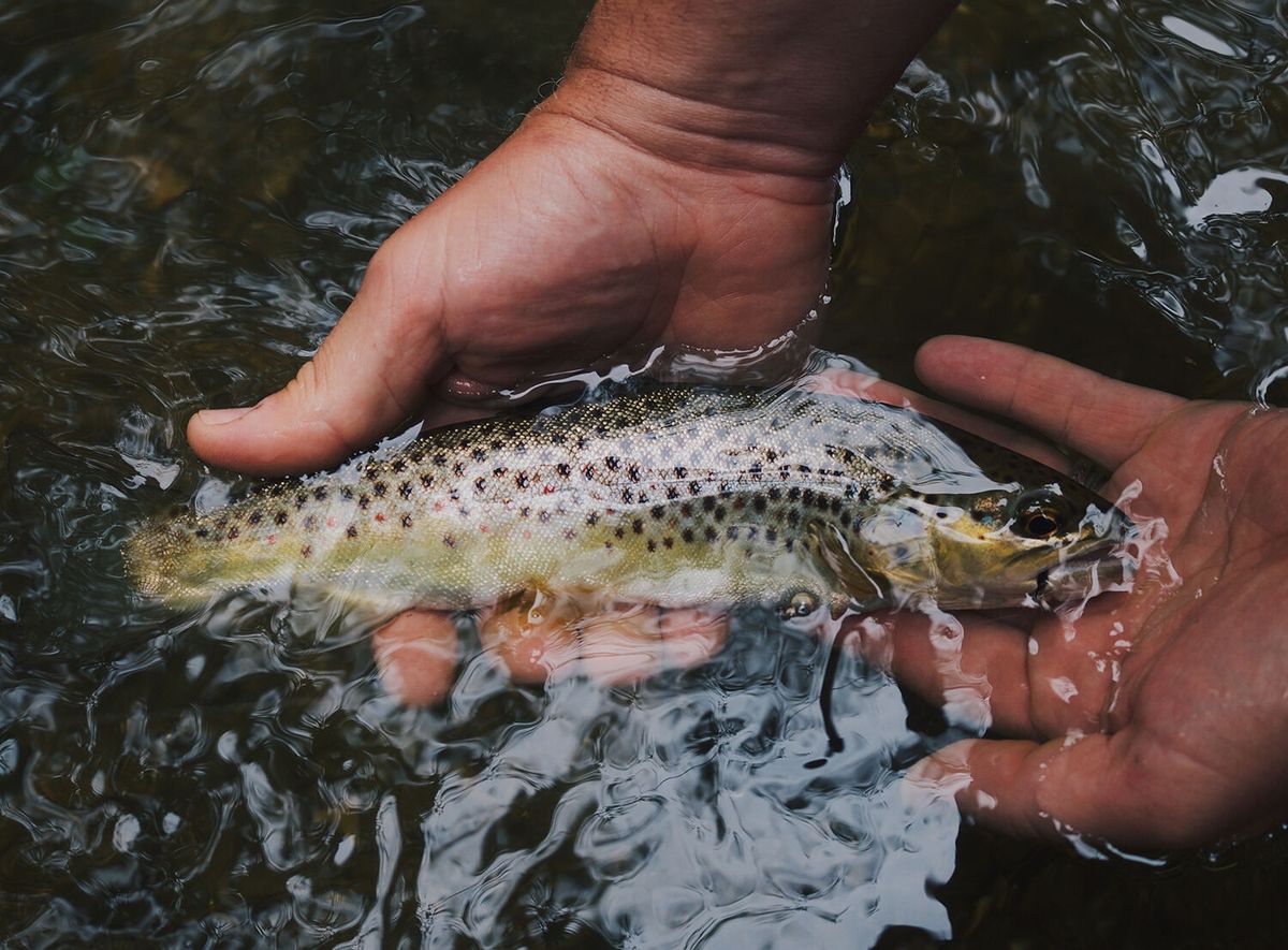 Bozeman enters spring fly-fishing season with a few insights from a local fly shop