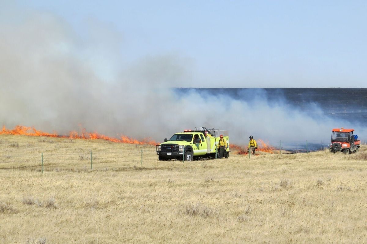 MSU professor explains how wildfires impact Montana ecosystems
