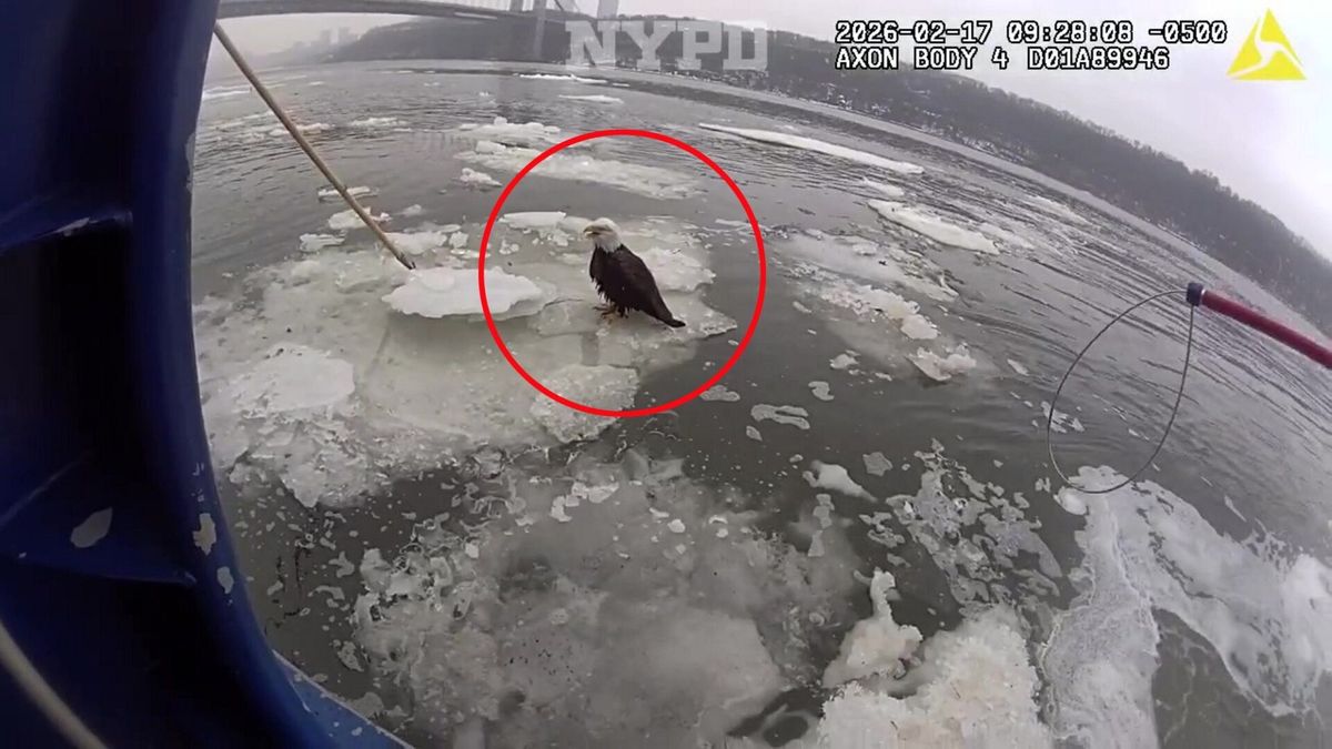 Eagle-eyed NYPD saves stranded bird on icy New York river