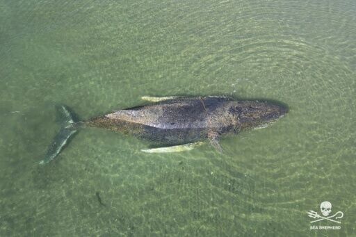'Free Timmy!': Beached whale grips and divides Germany