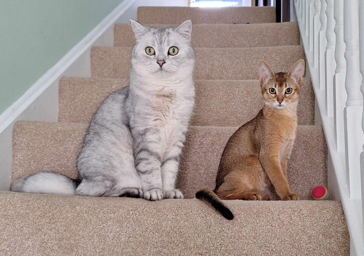 How could cats help cure cancer?