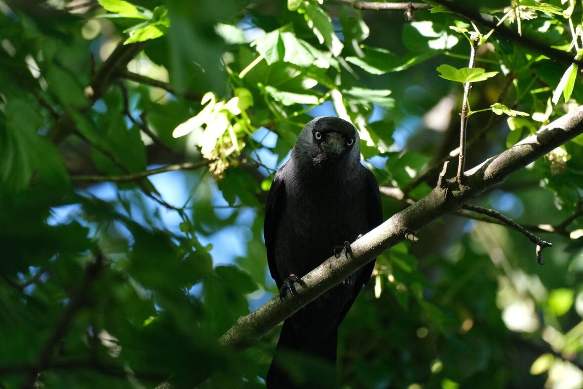 These birds learn about predators by listening to adults as chicks