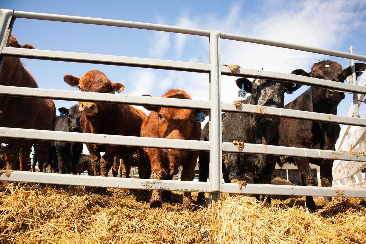 Inside MSU’s Steer-A-Year Program