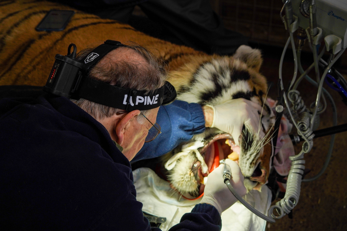 Tiger gets dental care from world-renowned wildlife dentist
