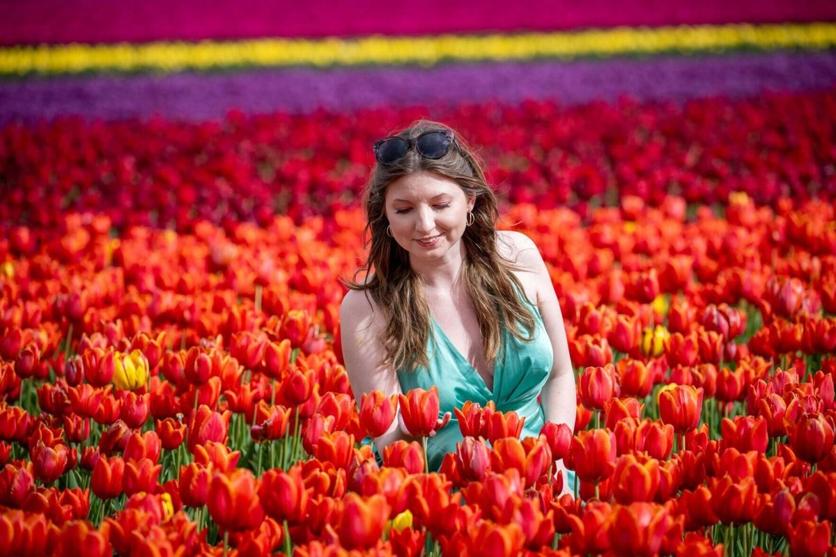 Nine million colorful tulips in full bloom