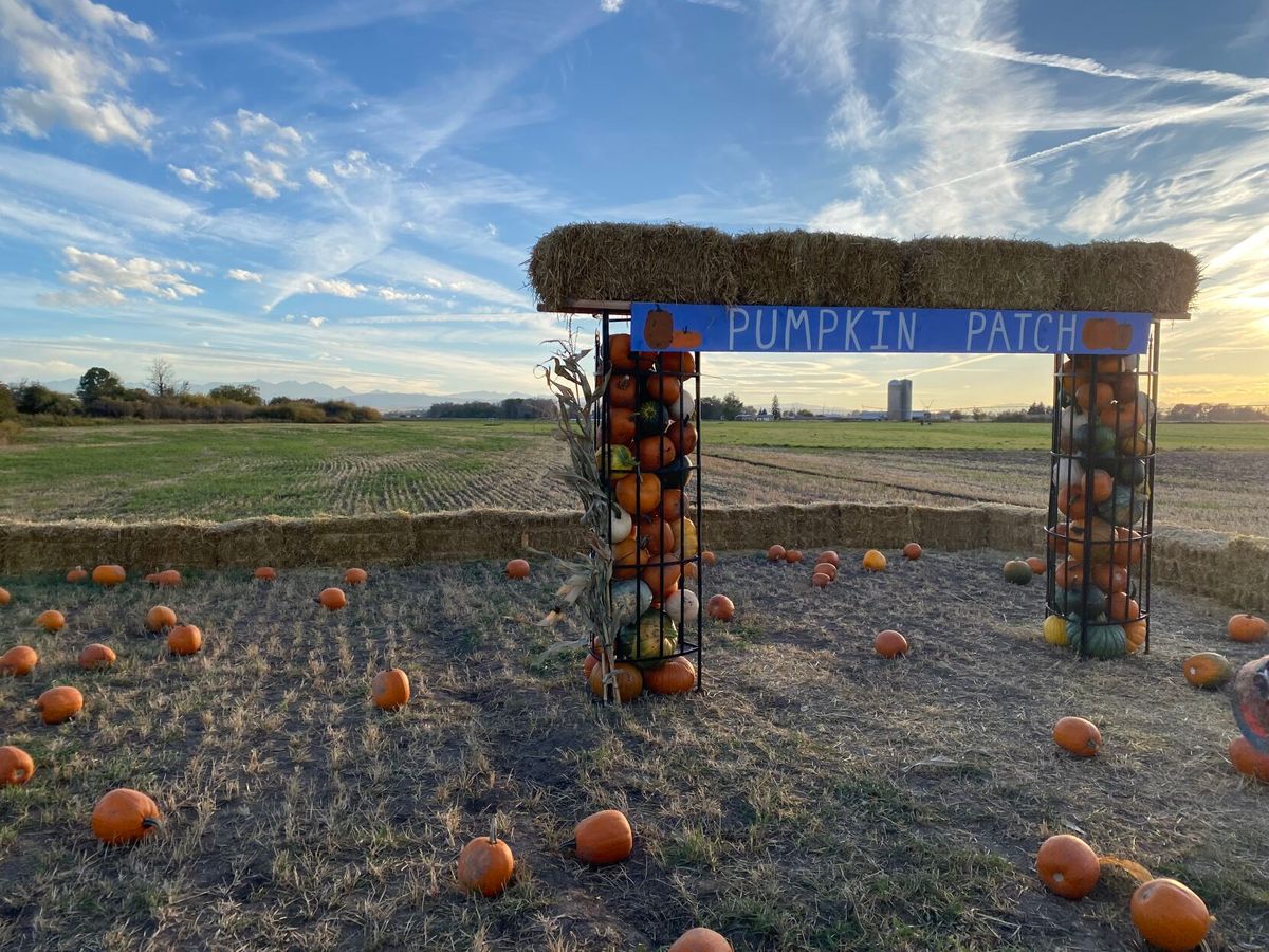 A spooky season spectacle right here in Bozeman