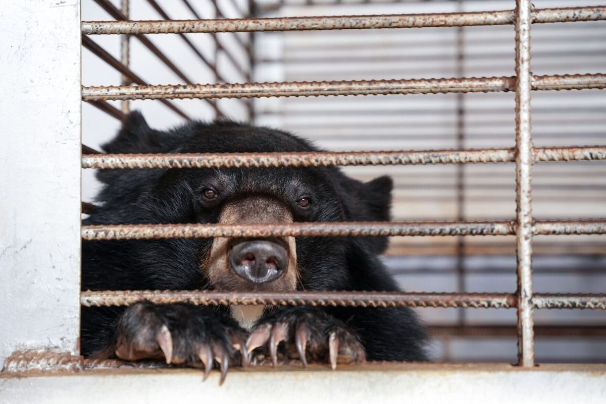 Dozens of bears freed from illegal bile farm in ‘largest ever rescue’
