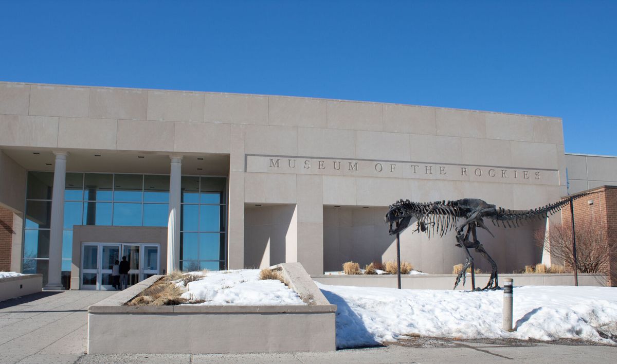 Traveling T. rex exhibit makes stop at Museum of the Rockies