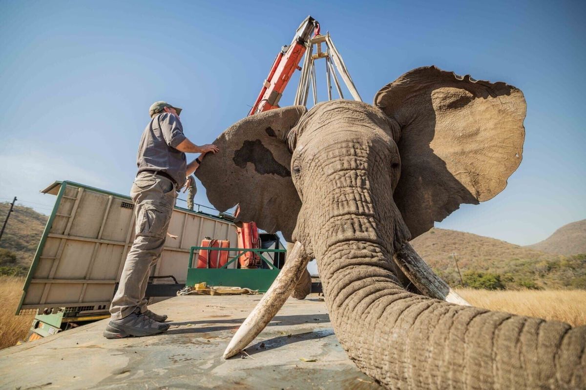 Sedated elephant upside down during relocation to wild