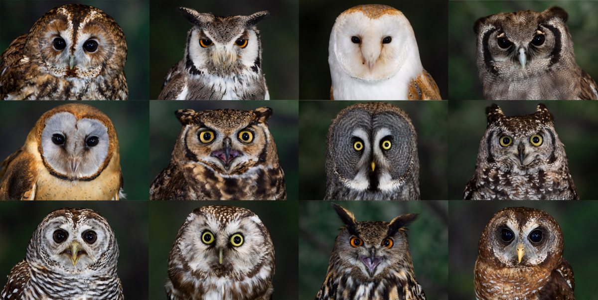 Stunning photos show 12 owls trained for flying displays
