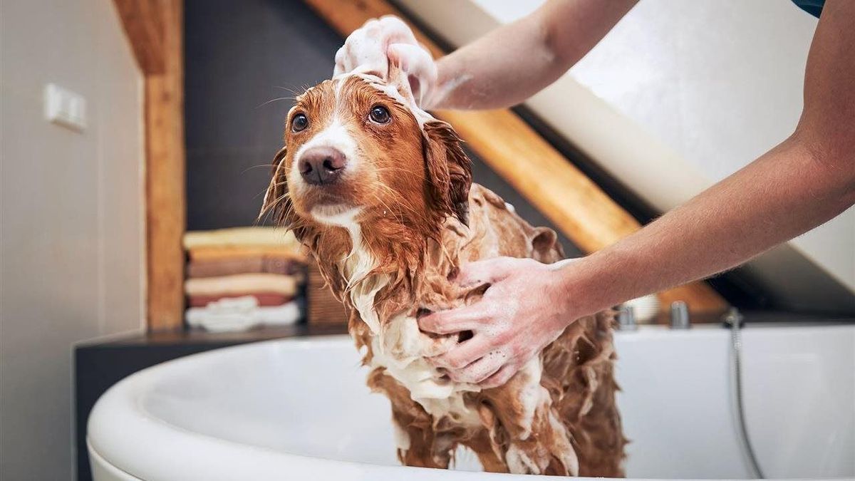 The Secret to Whole-Home Comfort? A Smarter, More Efficient Water Heater