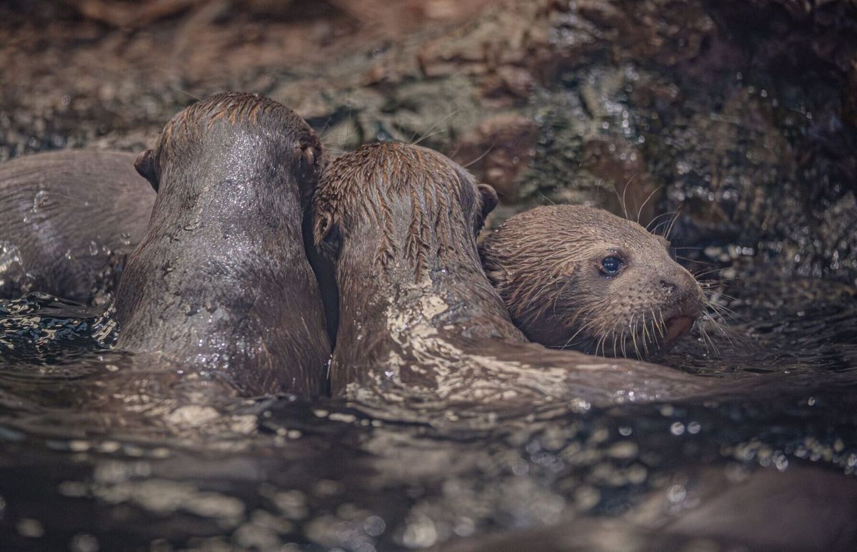 Rare otter triplets born at zoo give hope for endangered breed
