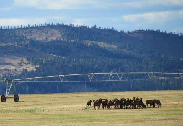 Citations issued, ethical concerns raised over White Gulch elk hunt