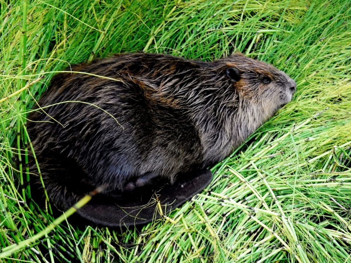 Climate change driving beavers north and reshaping Arctic as they go