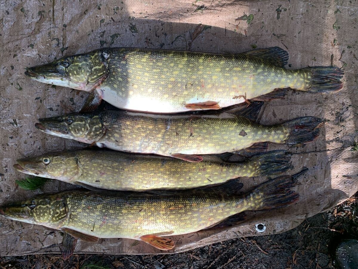 Invasive fish found in Three Forks, Livingston ponds, FWP confirms