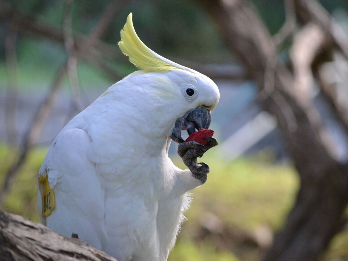 Wild parrots learn what’s safe to eat by watching friends