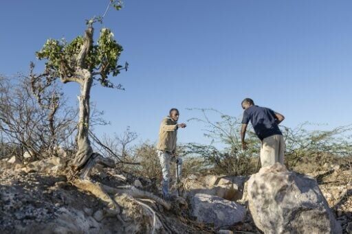 Somaliland pins hopes on critical mineral gold rush