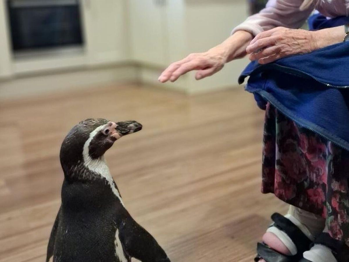 Precious penguins spread joy during visit with elderly residents