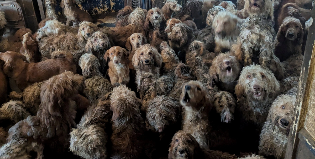 Over 250 poodles rescued from squalid horror house