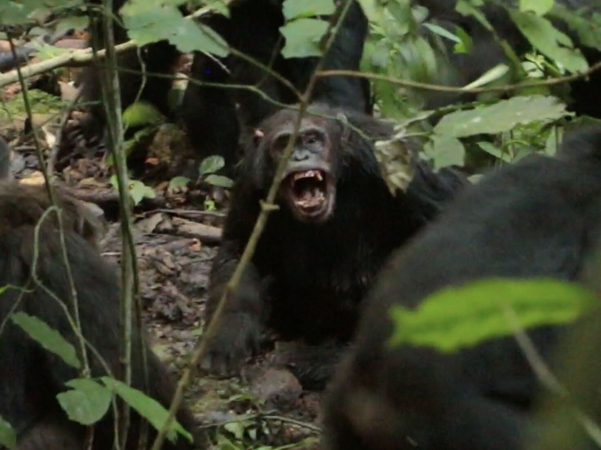 War of the planet of the apes? Chimp conflict causes ‘civil war’