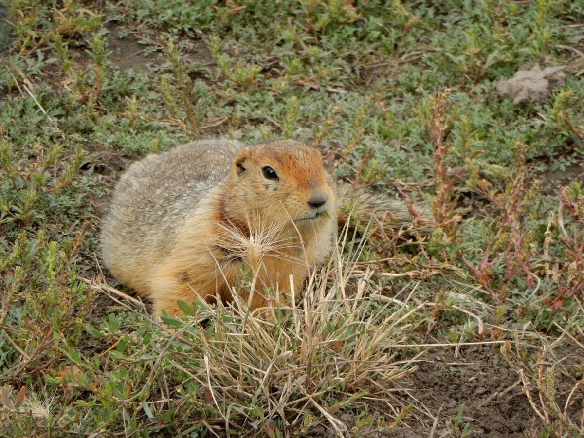 Ancient squirrel poop reveals ‘remarkable’ details about Arctic