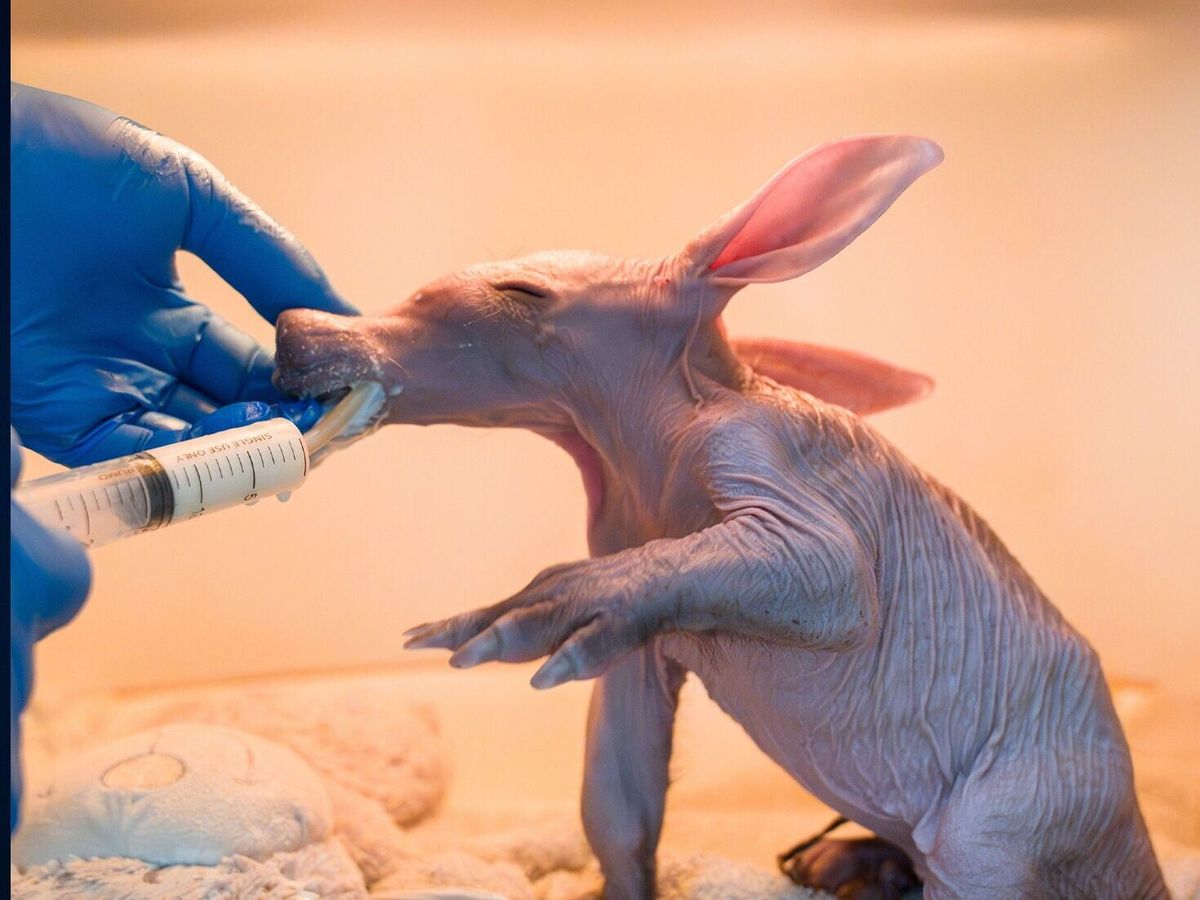 Zookeepers bottle-feed baby aardvark to help raise tiny animal