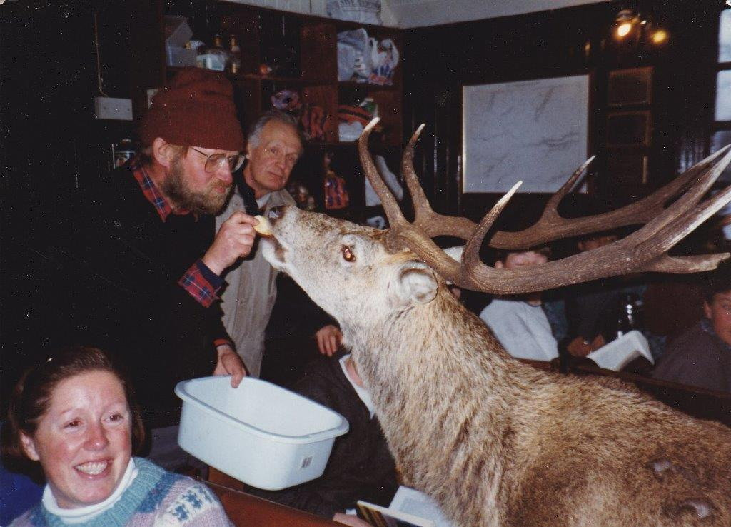 Real stag party! Deer joins party in youth hostel