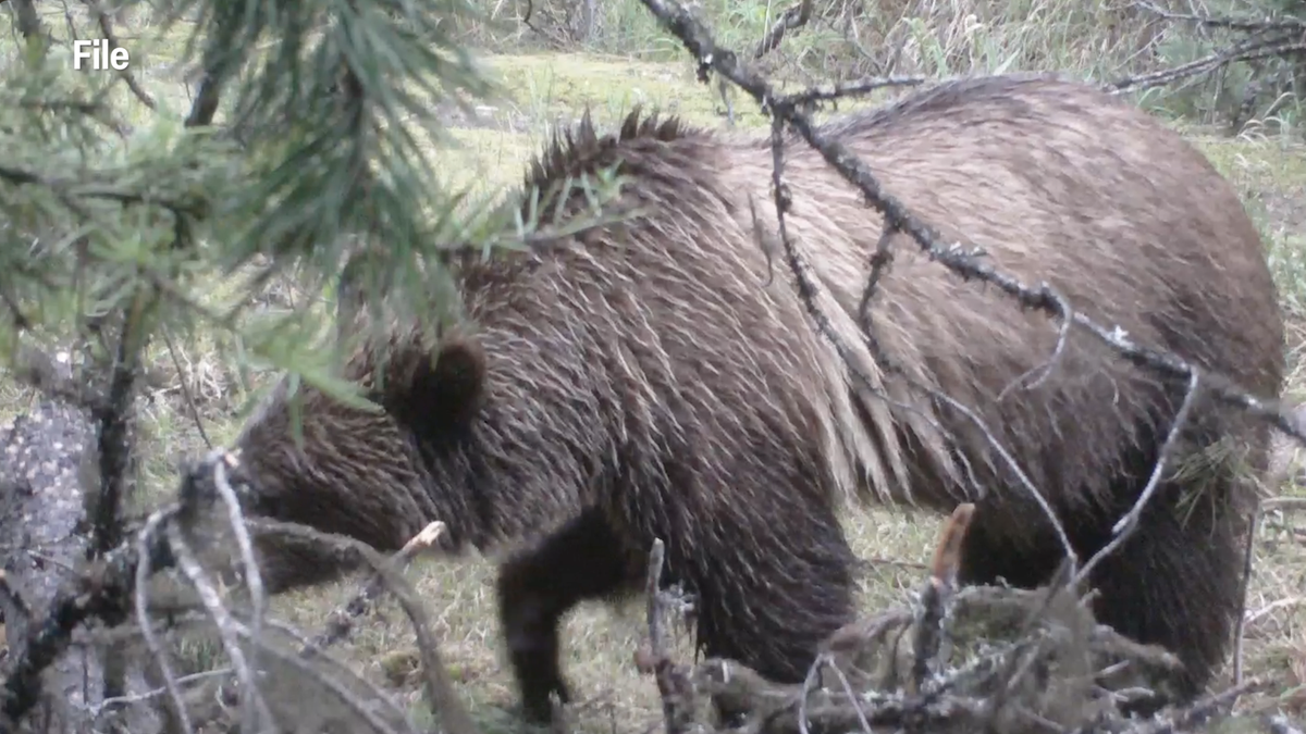 Mild winter prompts early bear activity concerns in Montana towns