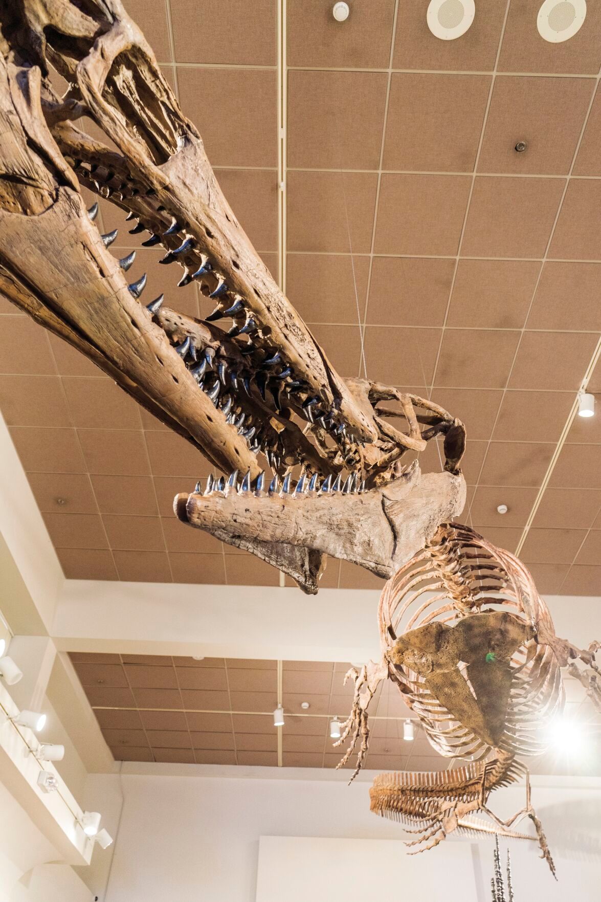 Museum of the Rockies' "Savage Ancient Seas" opens