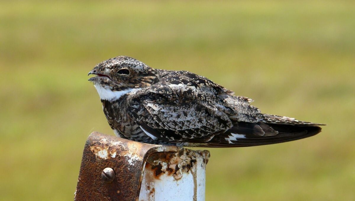 Bird watchers are invited to help with nighthawk studies