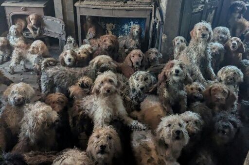 UK animal charity rescues over 250 dogs from single home