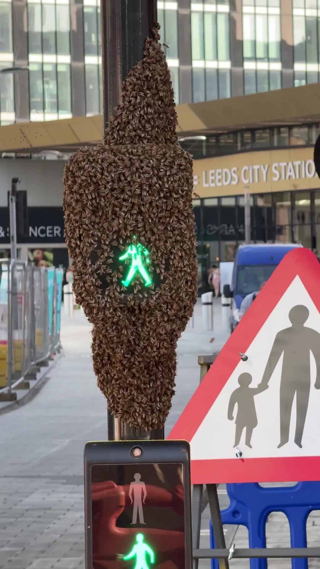 Giant swarm of bees cover pedestrian crossing at train station