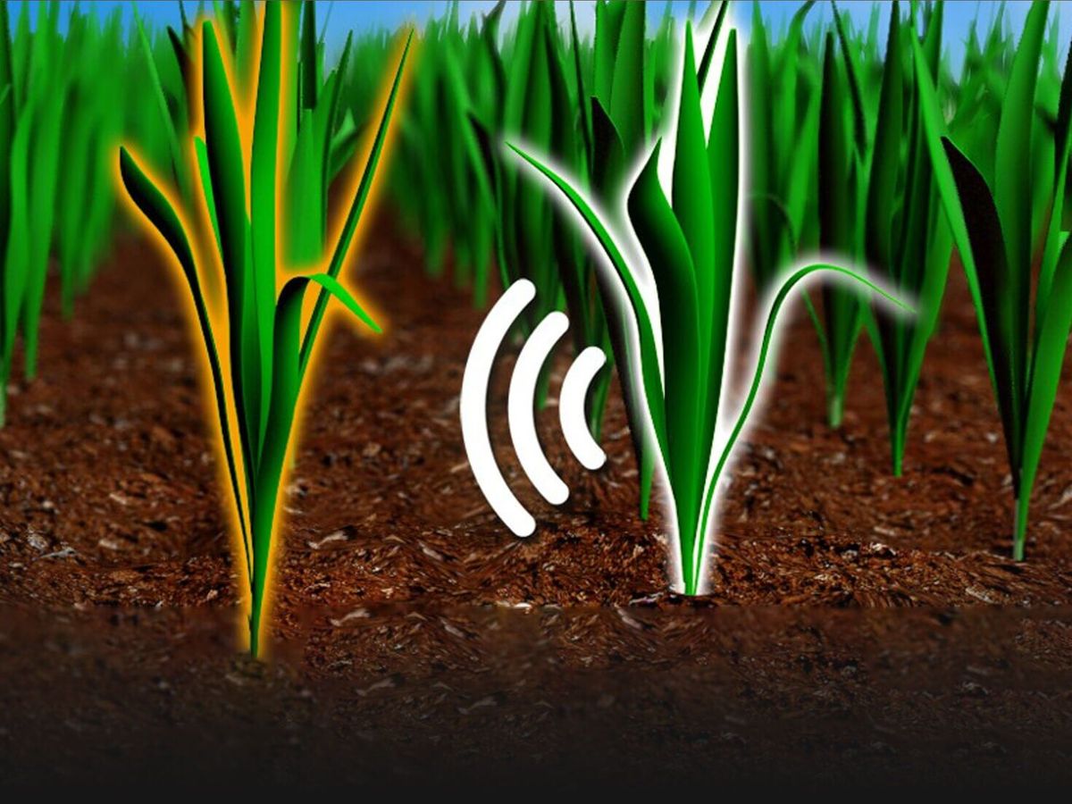 Plants ‘spy’ on their neighbors by sniffing out growth spurts