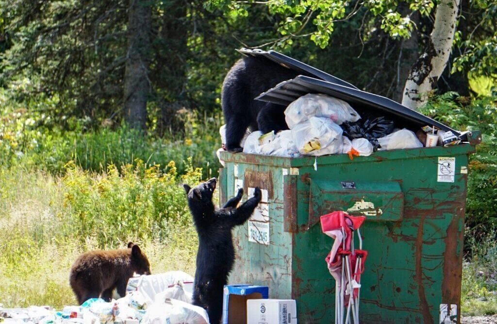 Montana FWP euthanizes black bear that entered tent