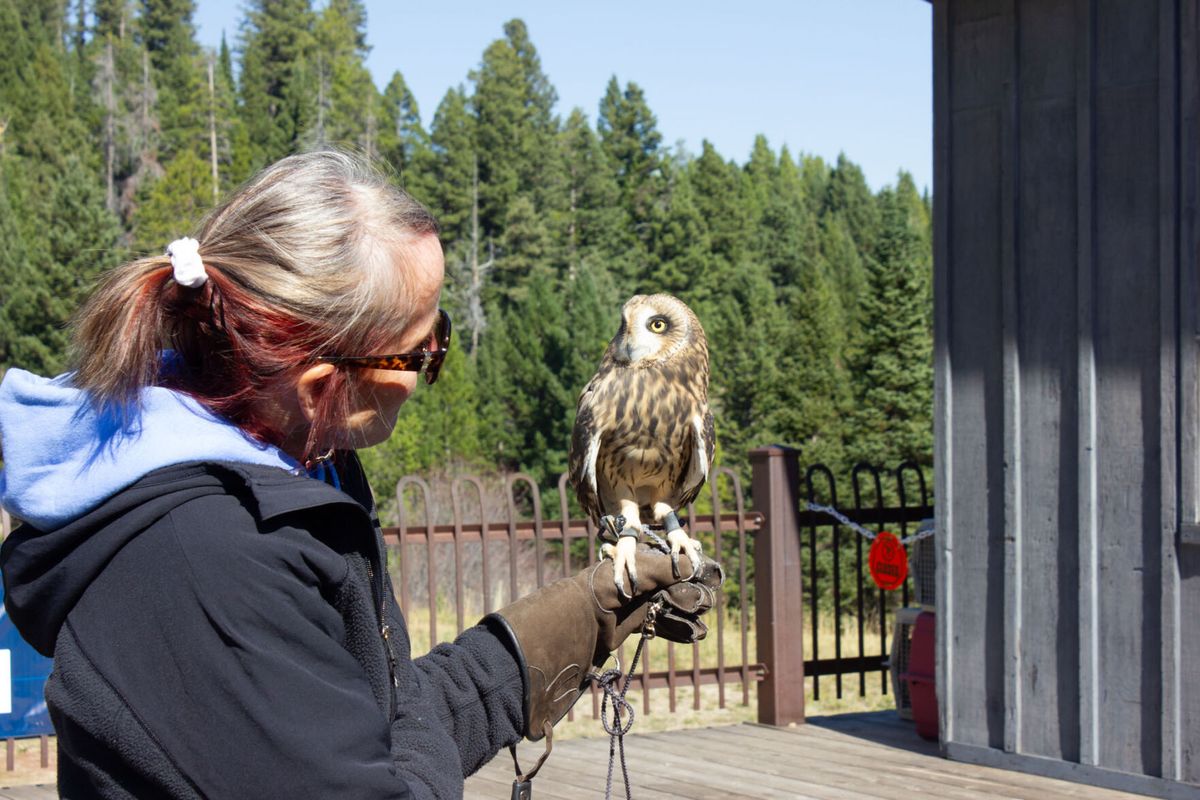 Bird education and conservation take flight at Bridger Raptor Festival