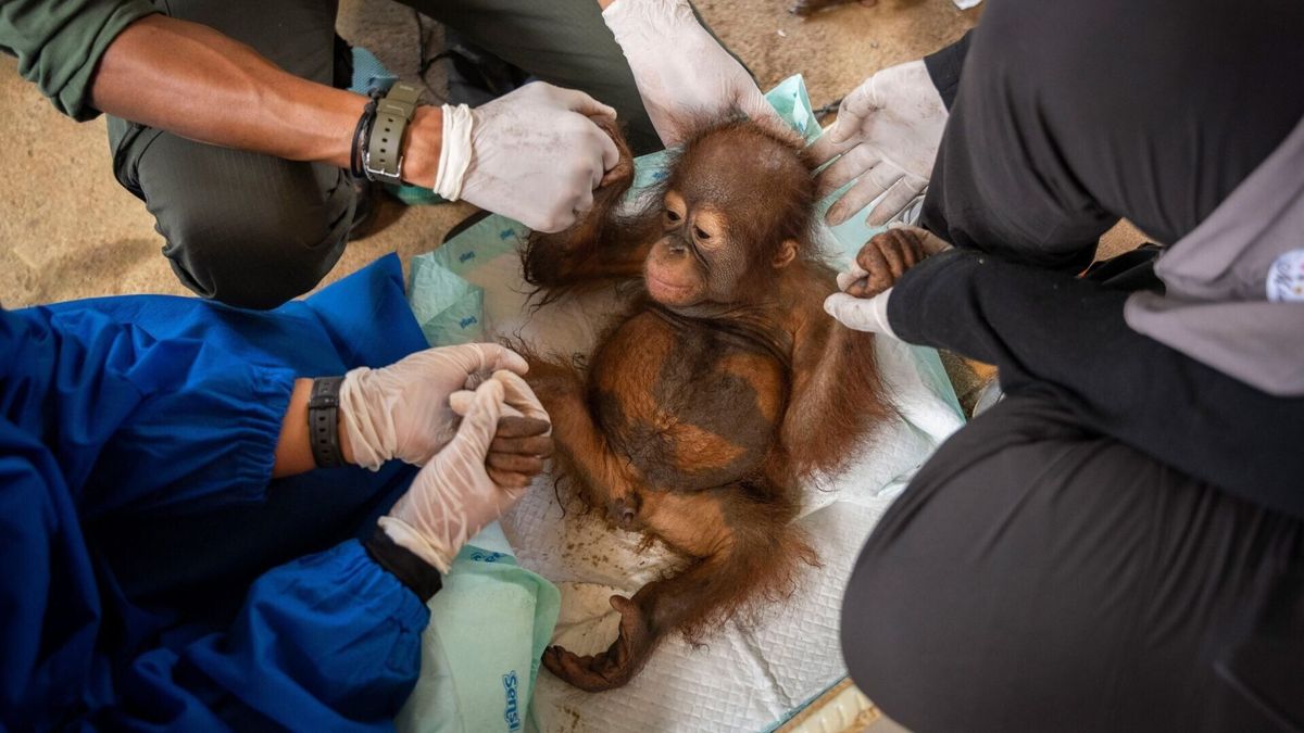 Orphaned orangutans find second chance with surrogate moms