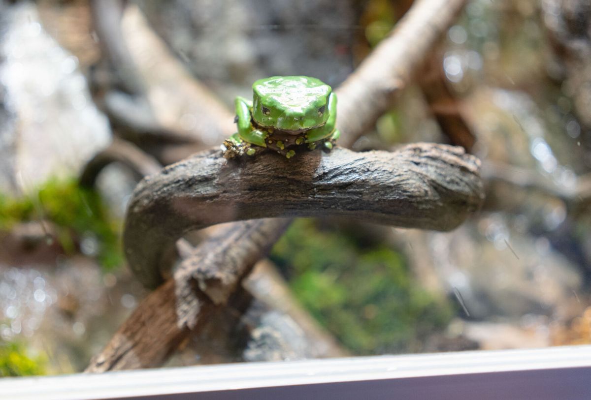 Frogs from around the world hop into the Museum of the Rockies