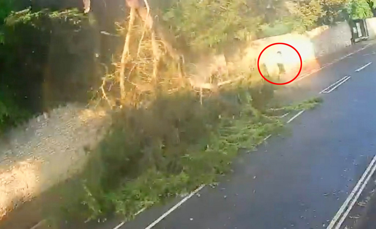 Woman almost crushed by tree while walking dog