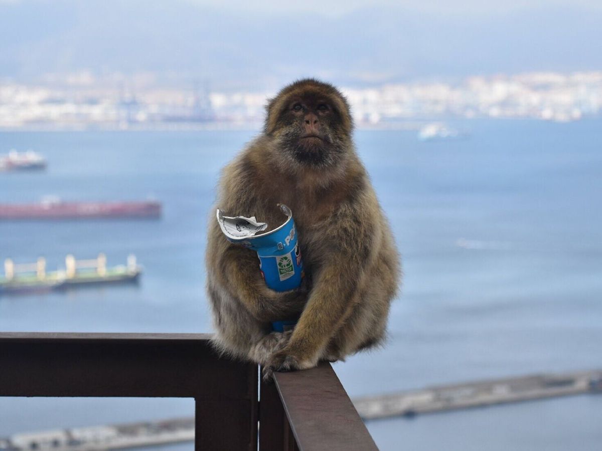 Monkeys ‘self-medicate’ to help them digest tourists’ junk food